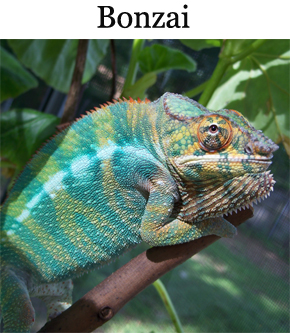 bonzia breeder.jpg