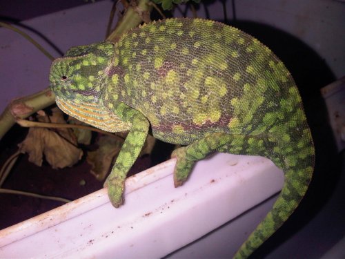 IMG00697-20120120-0936.jpg