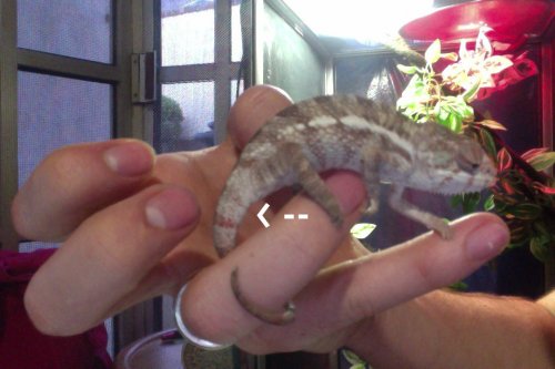 Chameleon forums.jpg