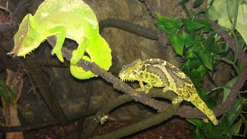 ROMEO AND JULIET.jpg