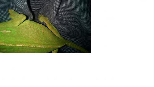 al1.jpg