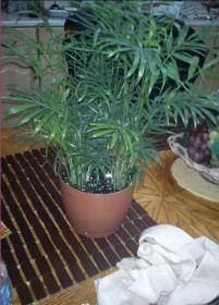 plant1.jpg