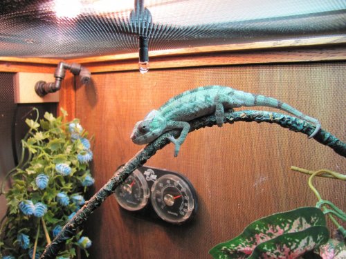 Ernie 1-8-12 001.jpg