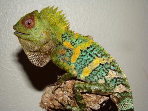 agamid.jpg