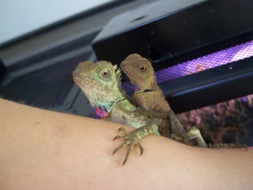 Male and Female Belli.jpg