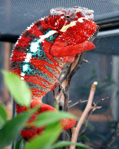 pictureambilobe010.jpg