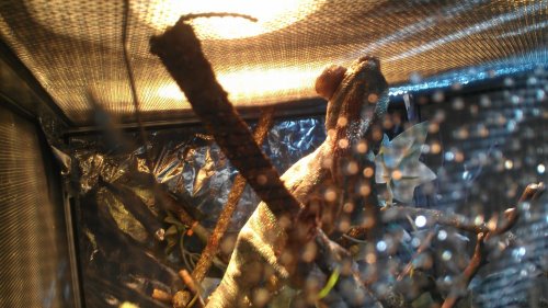 Chameleon 1.jpg