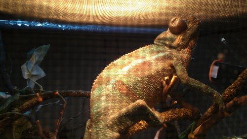 Chameleon 2.jpg