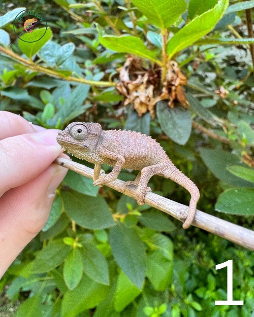 Untitled design - 1.png