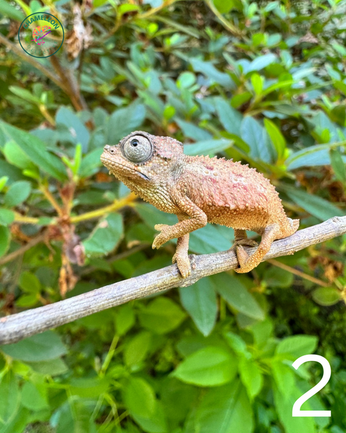 Untitled design - 2.png