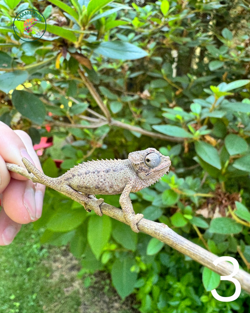 Untitled design - 3.png