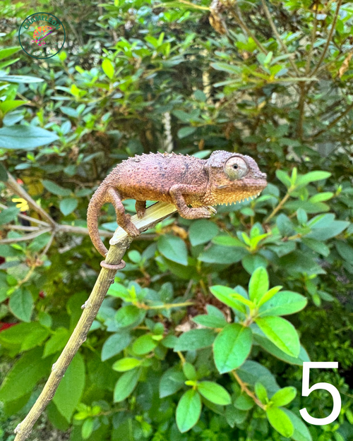 Untitled design - 5.png