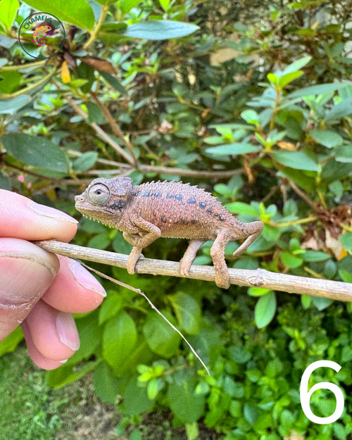 Untitled design - 6.png