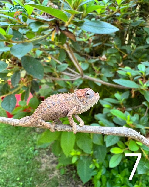 Untitled design - 7.png