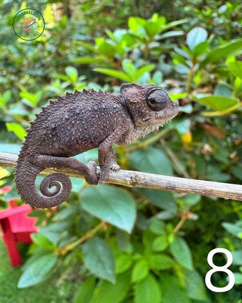 Untitled design - 8.png