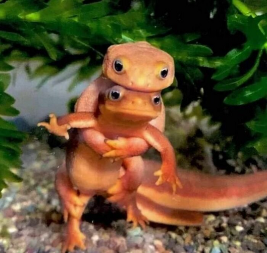 Two small orange salamanders in an awkward pose, one hugging the other under green foliage in ...png