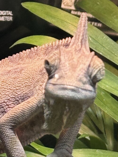IMG_4561.jpeg