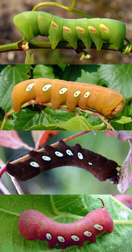 7-29-hornworm3-pandora-DUKE.jpg