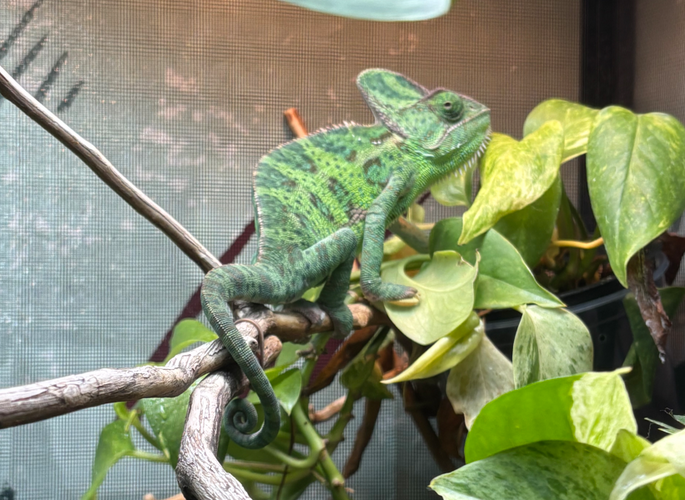 Screenshot 2025-08-06 130654.png