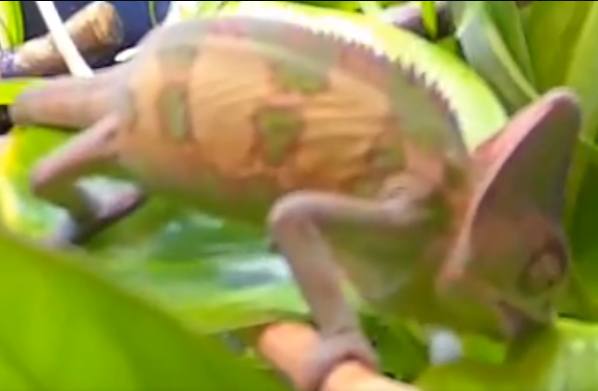1755251944675.png