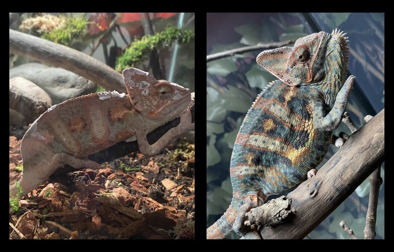 Bug Tasting & Diet Variety