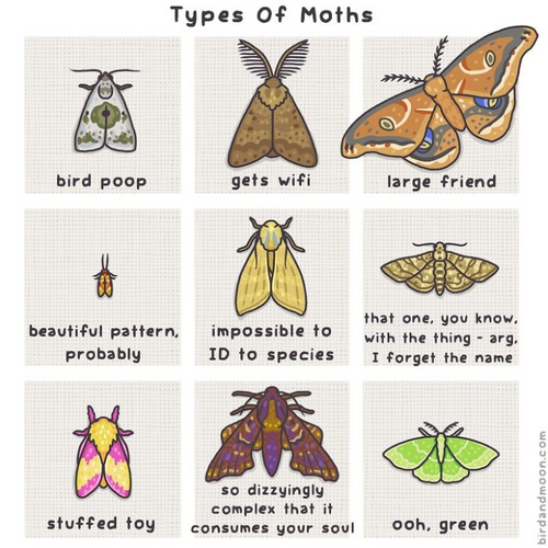 Illustration of playful comics showing different funny types of moths, highlighting nature and...png