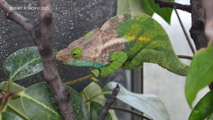 Male1CalummaOshaughnessyi8 - Copy.JPG