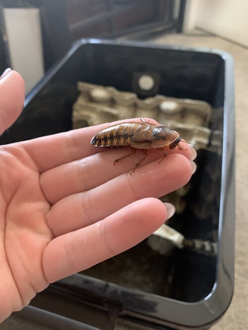 Dubia Roach Ranch Setup 101