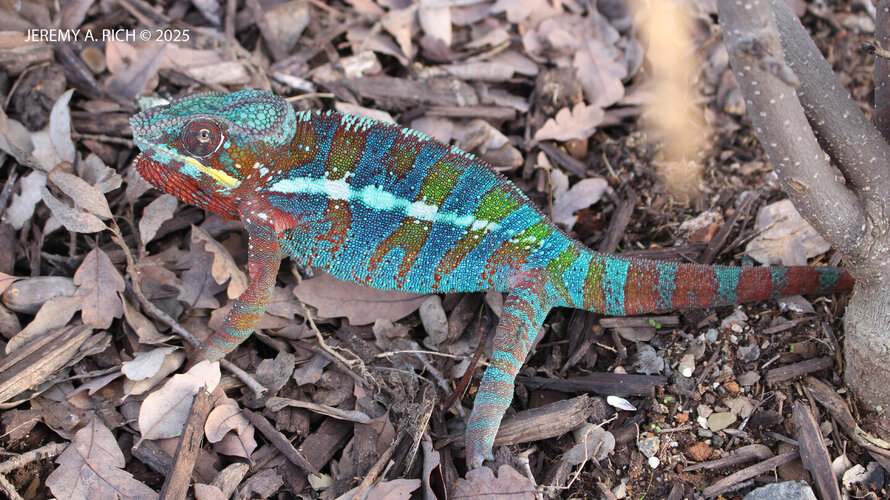 FurciferPardalisEnigma6January2024 - Copy - Copy - Copy.JPG