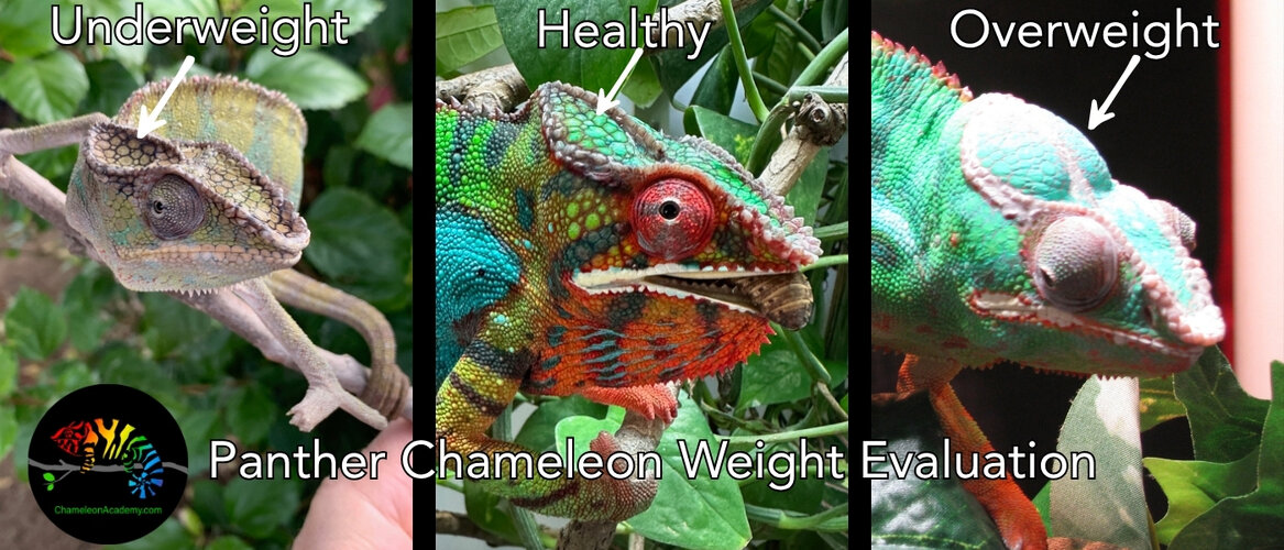 How Often Should You Feed Your Chameleon?