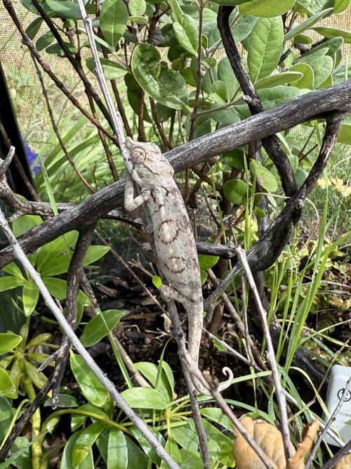 outdoor antimena juvenile.jpg