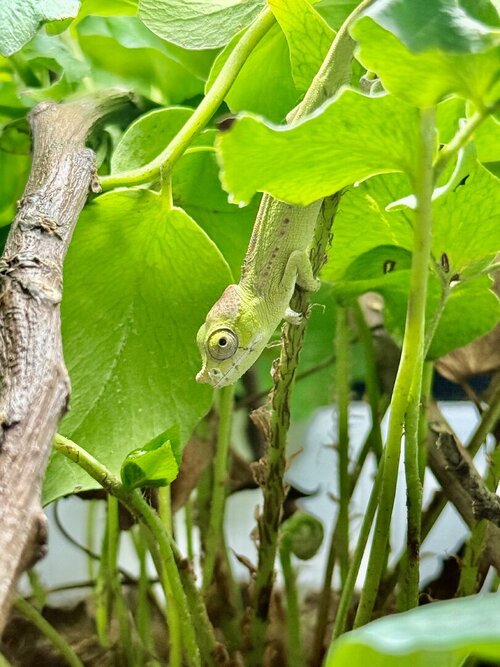 indoor antimena juvenile.jpg