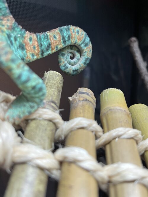 IMG_0095.jpeg