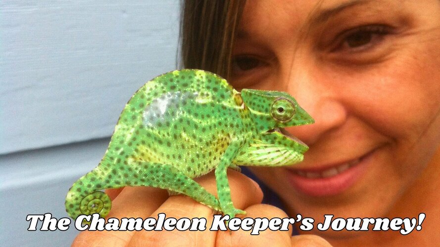 Our Chameleon Journey