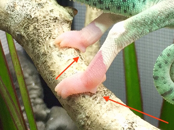 spur 3month copy.jpg