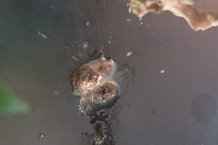 Screenshot_20251026_091743_Photo Editor.jpg