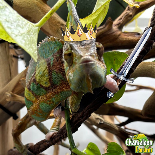 IrohtheVeiled 2025.png