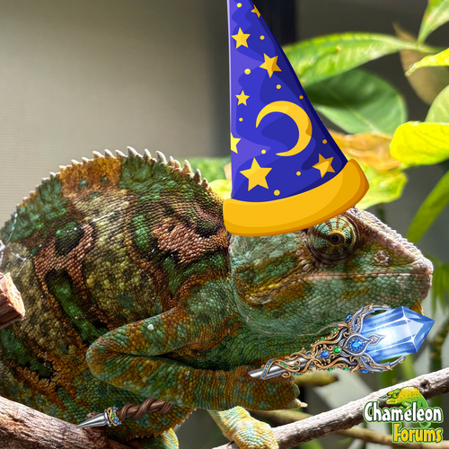 MissSkittles 2025.png