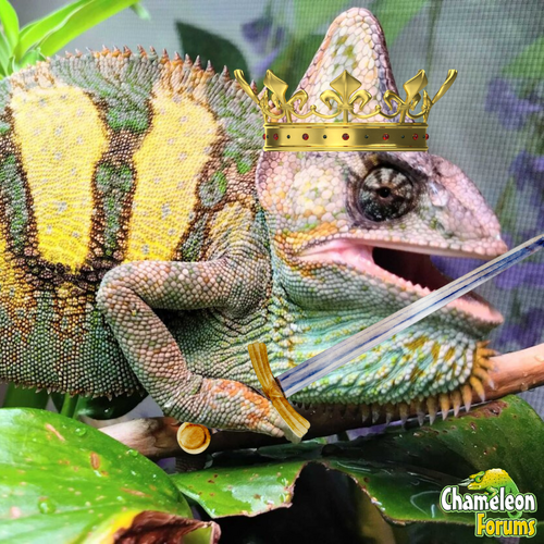 LizardLurkin 2025.png