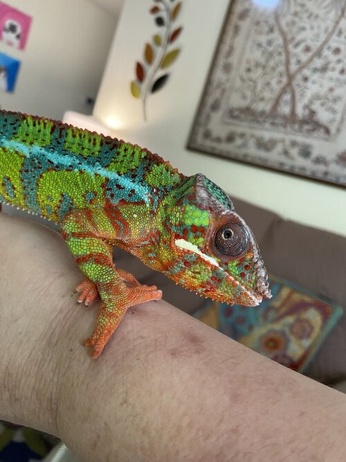 IMG_4210.jpeg IMG_4210.jpeg