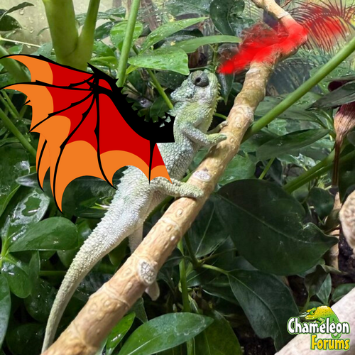 Bluesaphire 2025.png