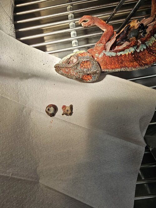 Dude eye necropsy.jpg