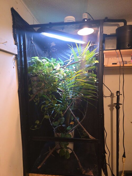 panther cham cage.jpg