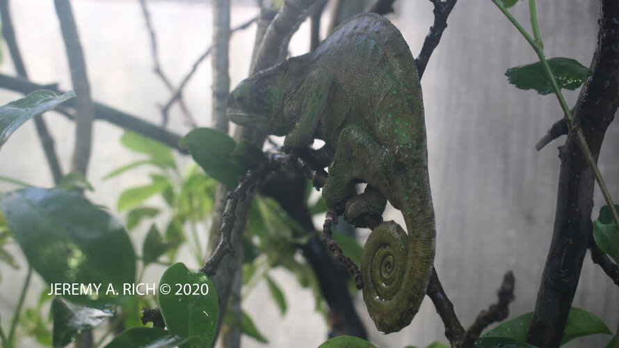 CalummaOshaughnessyiFemale2AfterLayingJune2020 copy.jpg