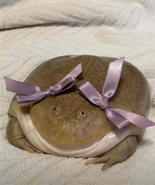 Hilarious animal moment showing a frog with two pink bows on its head, lying on a soft white s...jpg
