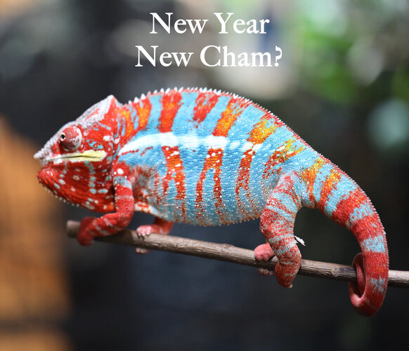NewYearNewCham?.jpg