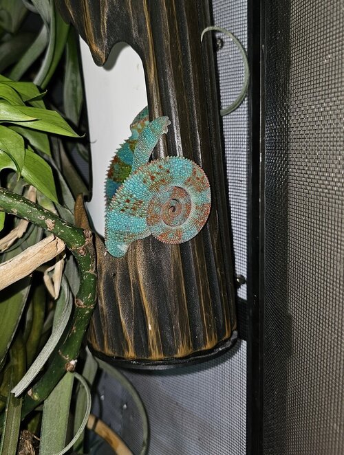 Koa tail in bug run 1 26.jpg