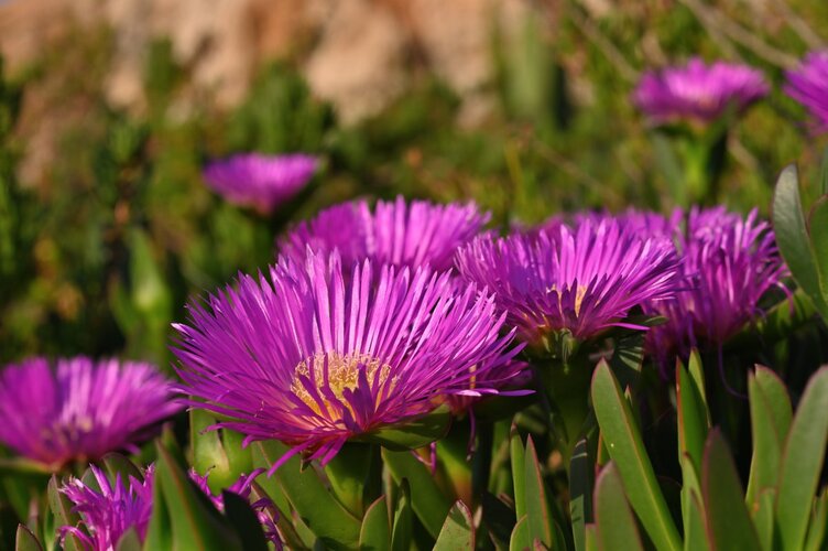 Maquis habitat 2.jpg