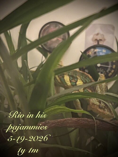 IMG_8290.jpeg