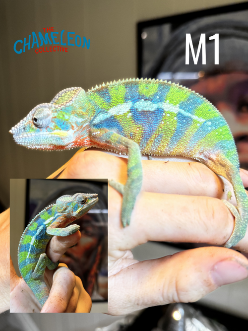 M1.png